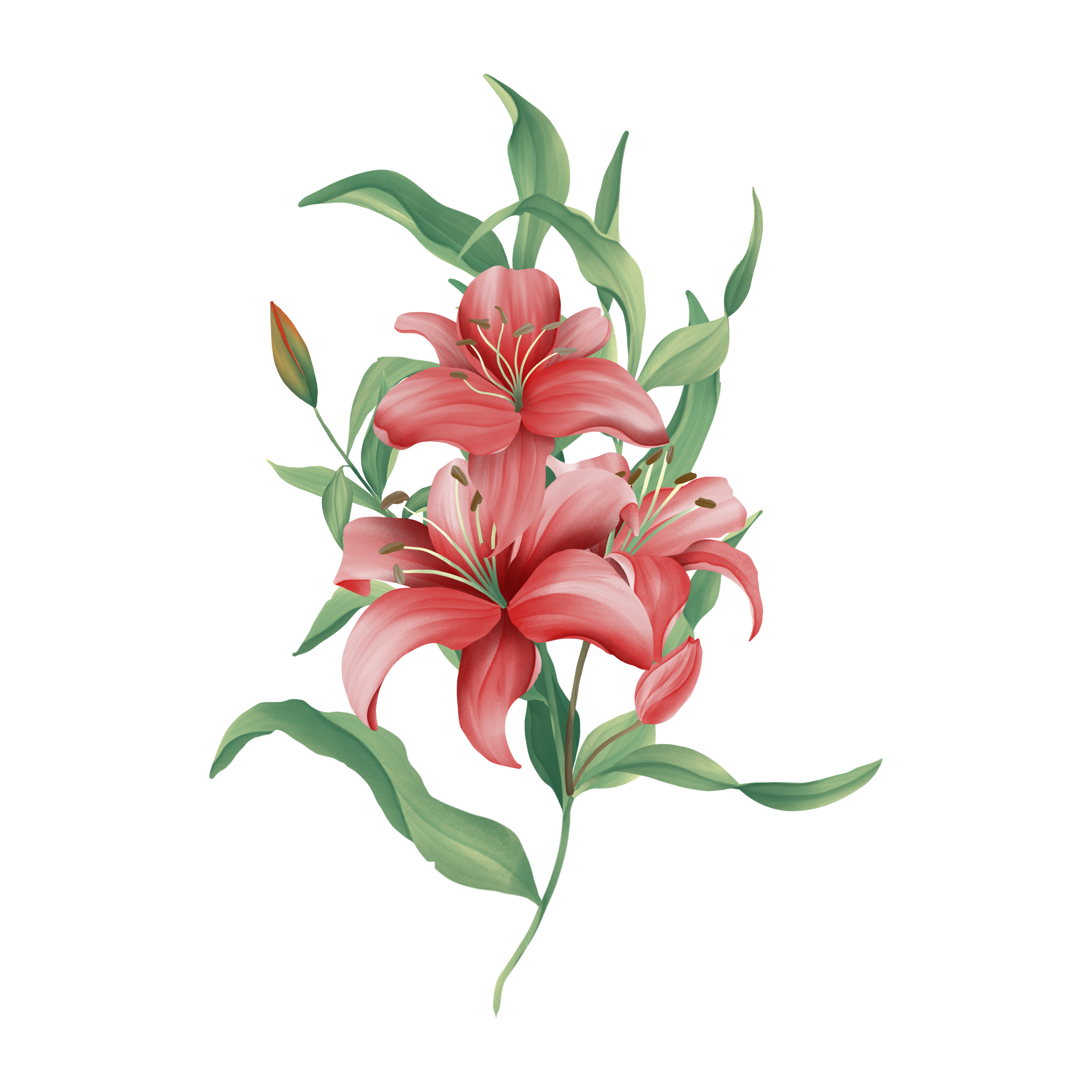lilies